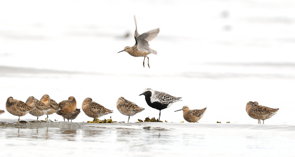 Dunlins and Black-Bellied Plaver