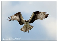Osprey in flight or preflight a