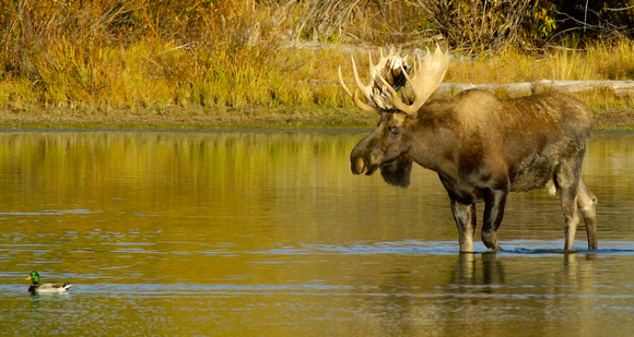 Moose going into river new