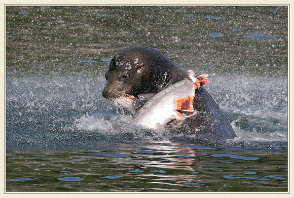 sea lion tossing salmon at locks