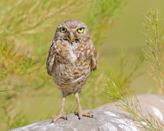 Burrowing Owl Standing up close up