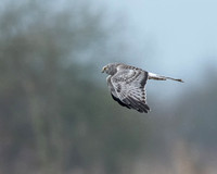 Northern Harriers a