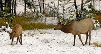 Elk and calf in snow