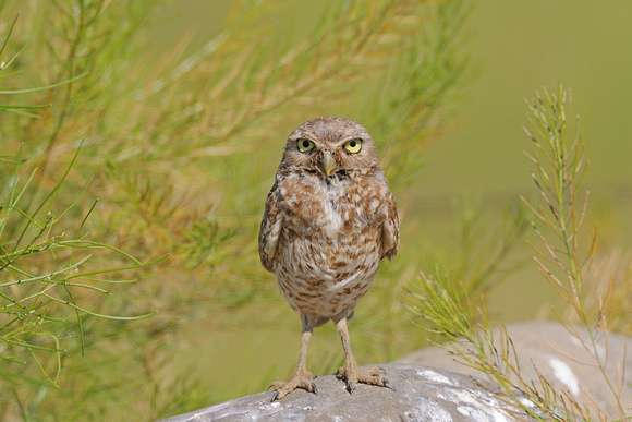 Burrowing Owl Standing up