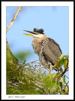 Great Blue Herons a