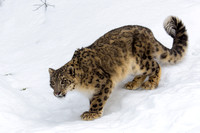 Snow Leopard a