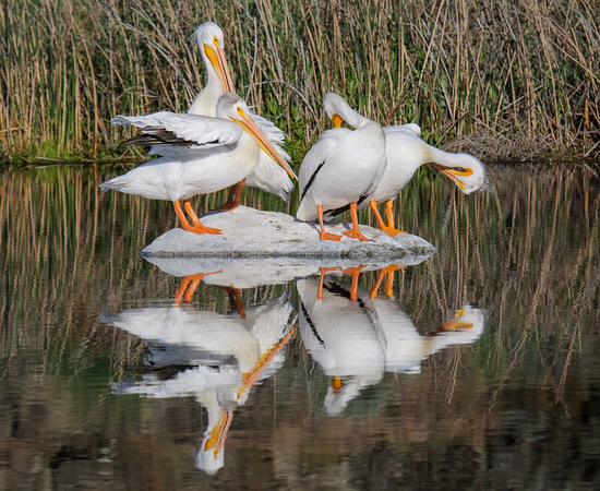 Eastern_WA_Calif_Quail_and_pelicans_and_Black_Neck_Stilts-2937