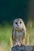 Barn Owl a