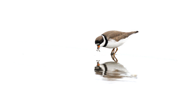 Simipalmated Plover