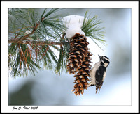 Woodpeckers and Flickers a