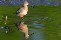 Long Billed Dowitcher upright