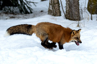 Red Fox a