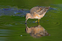 a Long Billed Dowitcher reflection