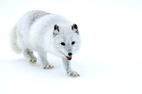 Artic Foxa