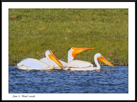 Grebes,Seabirds,Pelicans and Cormorants a