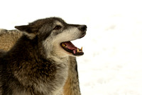 Timber Wolves A