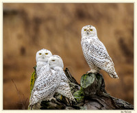 Snow Owls a