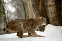 Lynx a