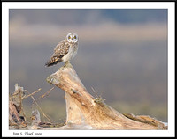 Short-eared owls a