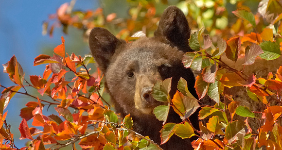 Black Bear in Tree new